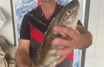 Perşembe’de Mezgit Mucizesi: 1 Kiloluk Dev Balık 1.000 TL’ye Alıcı Buldu