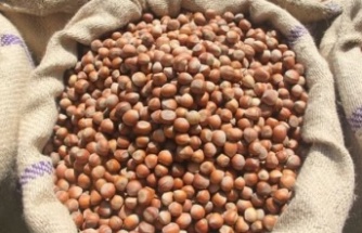 Fındık Üreticisine Güvence: Alım Fiyatı Brüt 370 TL, Net 362 TL