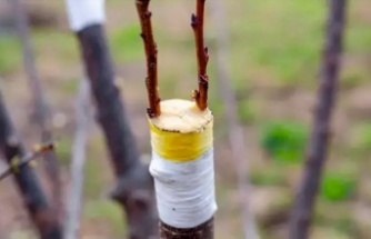 HANGİ AĞAÇ; HANGİ AĞACA AŞILANIR