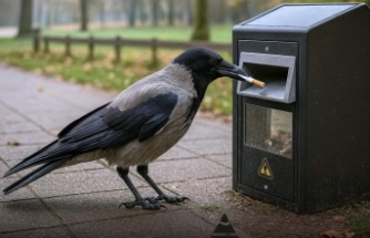 İsveç’te Kargalar Çöp Topluyor