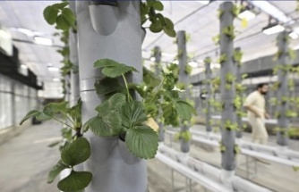 Topraksız Dikey Tarım: Geleceğin Üretim Modeli Türkiye’de Hayata Geçiyor