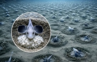 Antarktika’nın Buzlarının Altında 60 Milyon Yuvadan Oluşan Gizli Ekosistem Keşfedildi