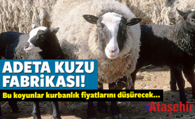 Bu koyunlar Yetiştireni zengin ediyor