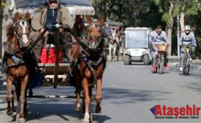 ADALAR’DAKİ ATLAR SAHİPLENDİRİLİYOR