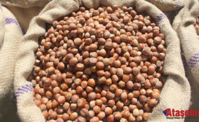 Fındık Üreticisine Güvence: Alım Fiyatı Brüt 370 TL, Net 362 TL