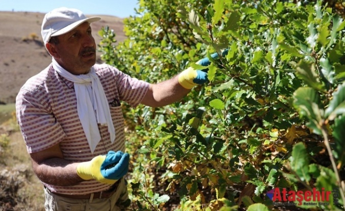 Hasan Kaymaz’ın 21 Yılldır çorak araziyi yeşertiyor