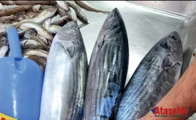 SİNOP’TA TORİK BEREKETİ: DENİZLER UMUT VERİYOR