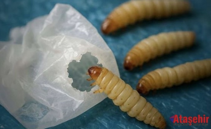 Doğadan Gelen Çözüm: Balmumu Kurdu Tırtılları Plastik Yiyor!