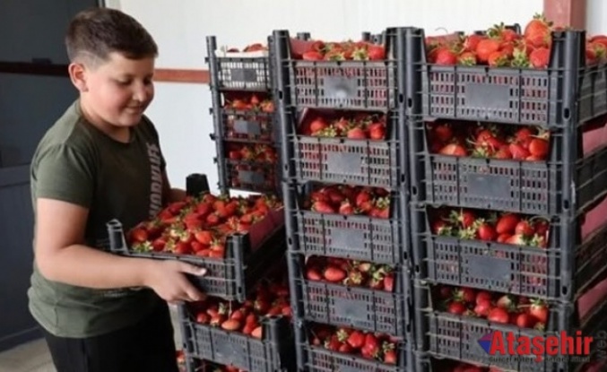 Ovacık Çileği Dünya Pazarında Talebe Yetişemiyor!