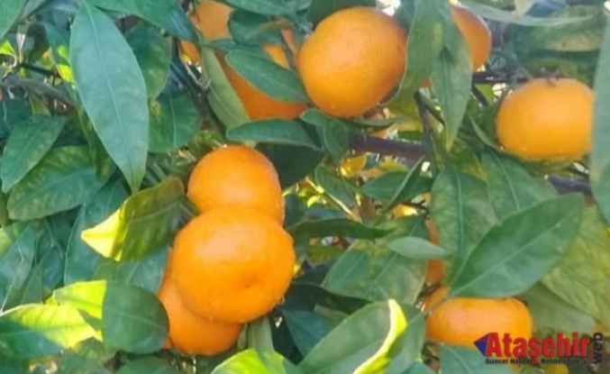 Ataşehir Kooperatifinde Çarşamba Günleri Organik ve Ekolojik Ürünler