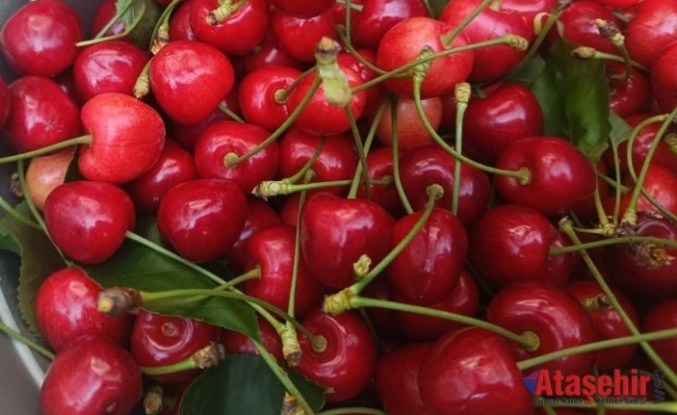  Çeribaşı Kirazı Tescillendi