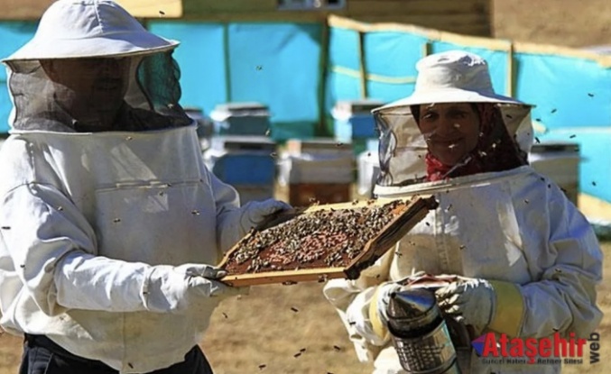 Anzer Balında Büyük Alarm: 10 Ton Üretiliyor, 100 Ton Satılıyor!