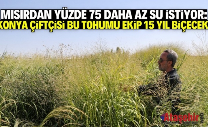 Konya Ovası’nda Su Kıtlığına Çözüm Olabilecek Yeni Yem Bitkisi