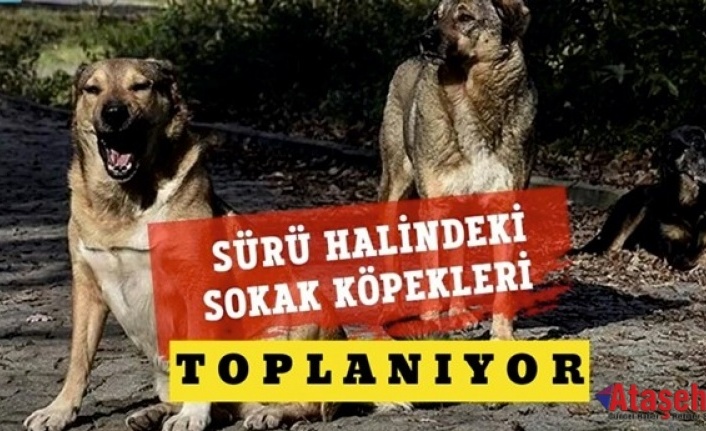 İstanbul Valiliği,  Başıboş köpekleri acilen toplayın