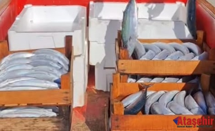 Sinop’ta Palamut Bereketi: Kooperatif Kasaları Doldu, Gözler Cide’de