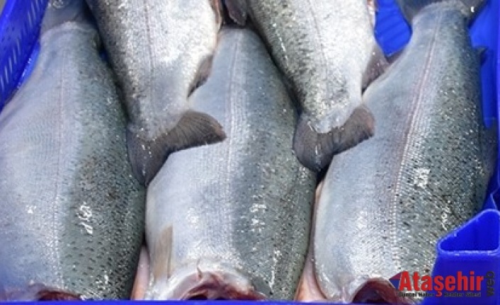 Dünya'ya 11 Ayda 164 Milyon Dolarlık Türk Somonu İhracatı