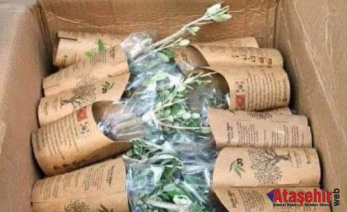 Güney Kore’den Hatay’a 3043 Zeytin Fidanı: Şehitlerimizin Anısına