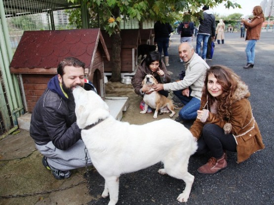 Ataşehir Sokak Hayvanlarına Sahip Çıkıyor