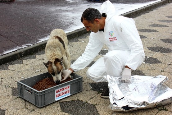 Ataşehir Belediyesi Sokak Hayvanlarını Unutmadı