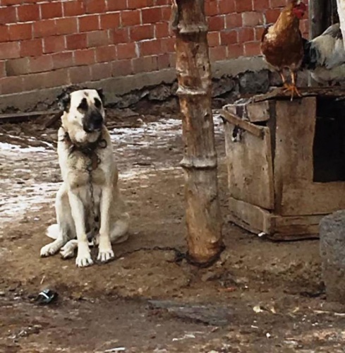 Çankırı, Ilgaz, Çörekçiler Köyü Kış Manzaraları 2016