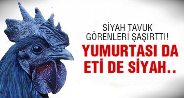 Eti, Yumurtası Siyah, Kara Tavuk, Ayam Cemani,