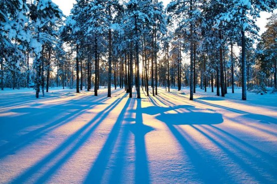 Kış Manzaraları, orman ve kar