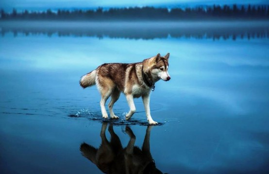 Kurt Köpeği, Göl Manzarası