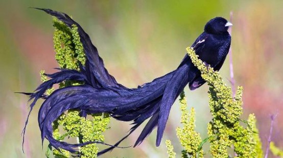 Kuş Resimleri, Doğa