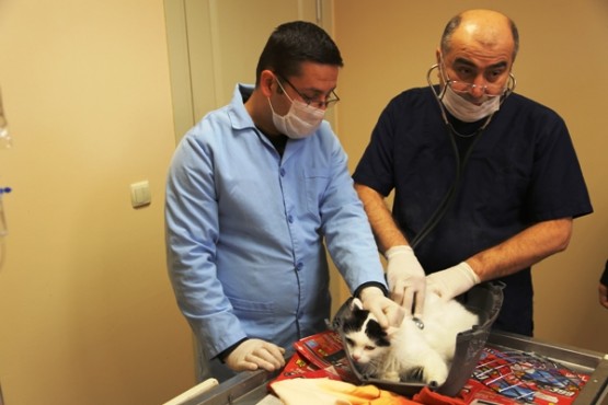 Maltepe'de Sokak Hayvanlarına Veterinerlik Hizmeti