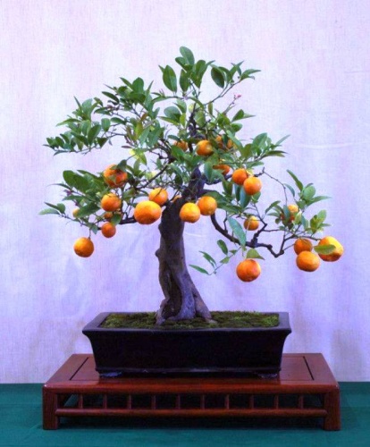Minyatür, Bodur Meyve Ağaçları