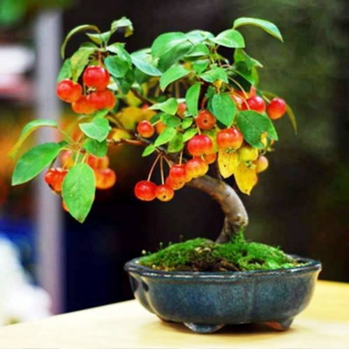 Minyatür, Bodur Meyve Ağaçları