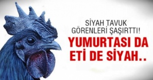 Eti, Yumurtası Siyah, Kara Tavuk, Ayam Cemani,