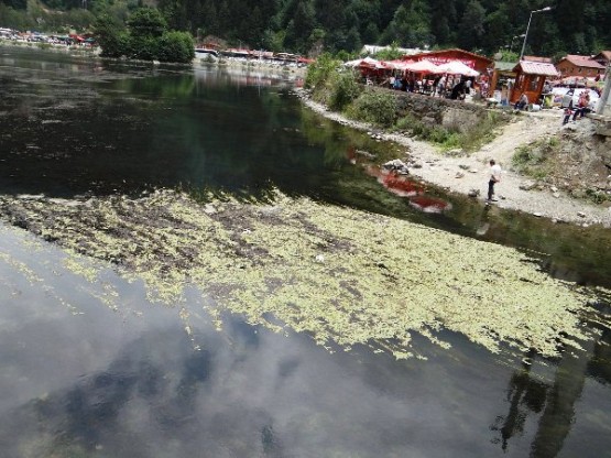 Trabzon Uzungöl Can Çekişiyor