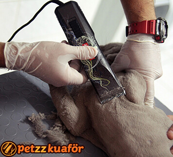 Anestezisiz kedi ve köpek kuaförü