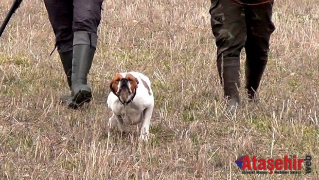 Köpek Eğitimi, AV KÖPEĞİNİN EĞİTİMİ