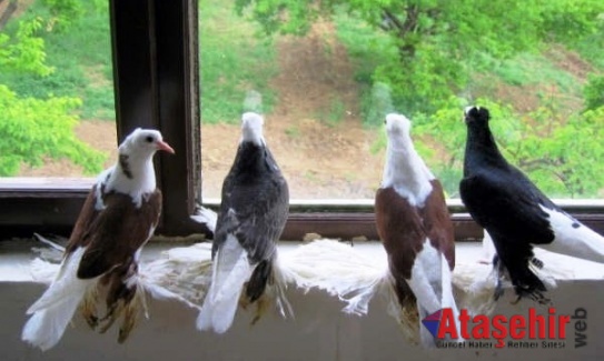 Ketme Irkı Güvercinler