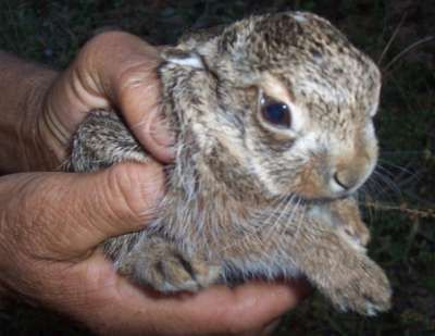 Minik tavşanı alevlerin arasından itfaiye kurtardı