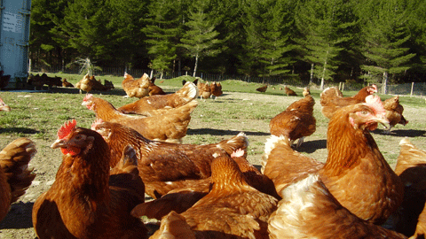 Kümes Hayvancılığı Üretimi, Mayıs 2015
