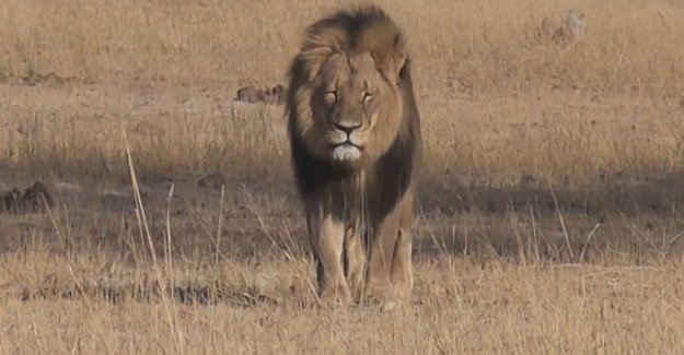 Afrika'nın en ünlü aslanını Cecil öldürüldü.