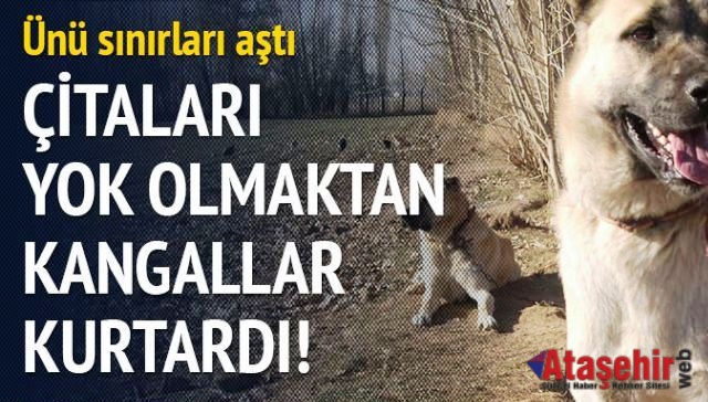 Çitaları yok olmaktan Kangallar kurtardı