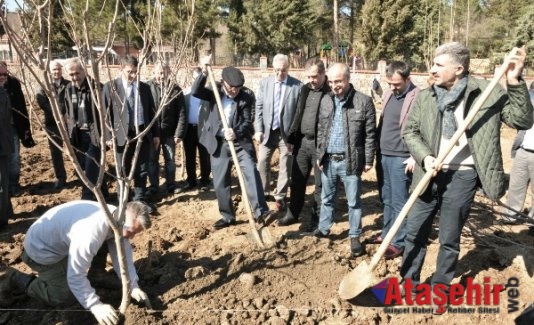 Beykoz'da Meyve Bahçesine İlk Fidanlar Dikildi