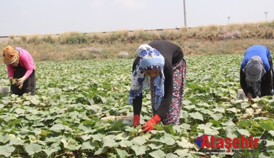 Tarımsal İşletme İşgücü Ücret Yapısı, 2015