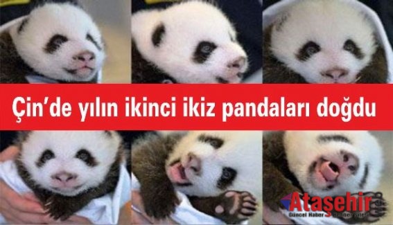 Çin’de yılın ikinci ikiz pandaları doğdu