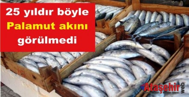 25 yıldır böyle Palamut akını görülmedi