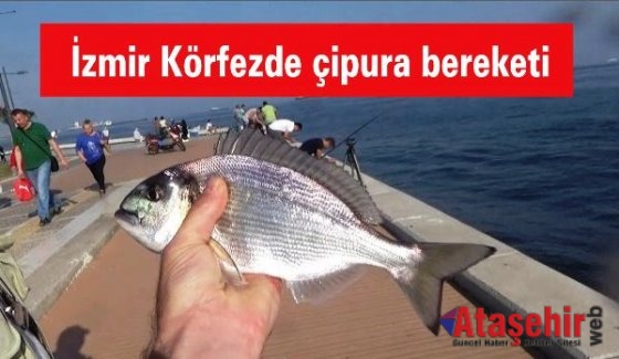 İzmir Körfezde çipura bereketi