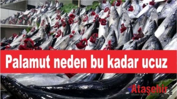 Palamut neden bu kadar ucuz