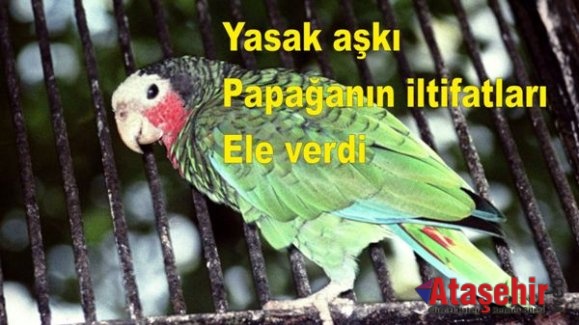 Yasak aşkı papağanın iltifatları ele verdi