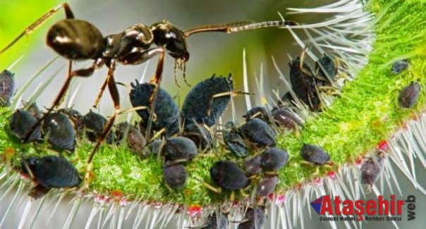 Kahve yetiştiren karıncalar