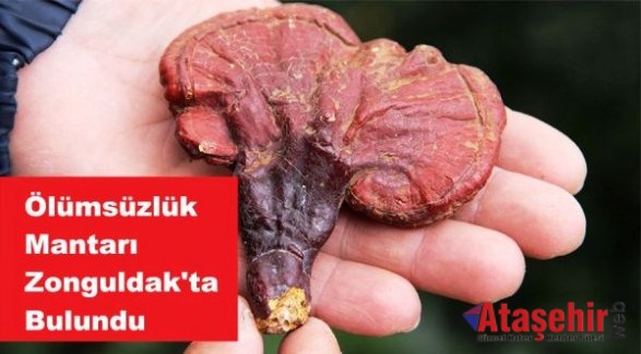 Zonguldak'ta ‘ölümsüzlük mantarı’nı buldu