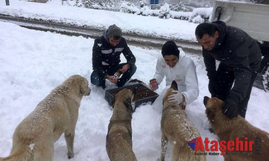 ATAŞEHİR BELEDİYESİ CAN DOSTLARINI UNUTMADI